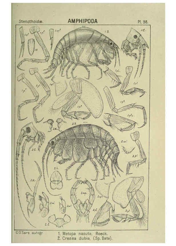 Reproducción/Reproduction 6195458202: An account of the Crustacea of Norway. v.1 Amphipoda (plates) Christiania,A. Cammermeyer,1895-1928