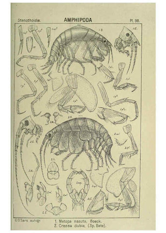 Reproducción/Reproduction 6195458202: An account of the Crustacea of Norway. v.1 Amphipoda (plates) Christiania,A. Cammermeyer,1895-1928