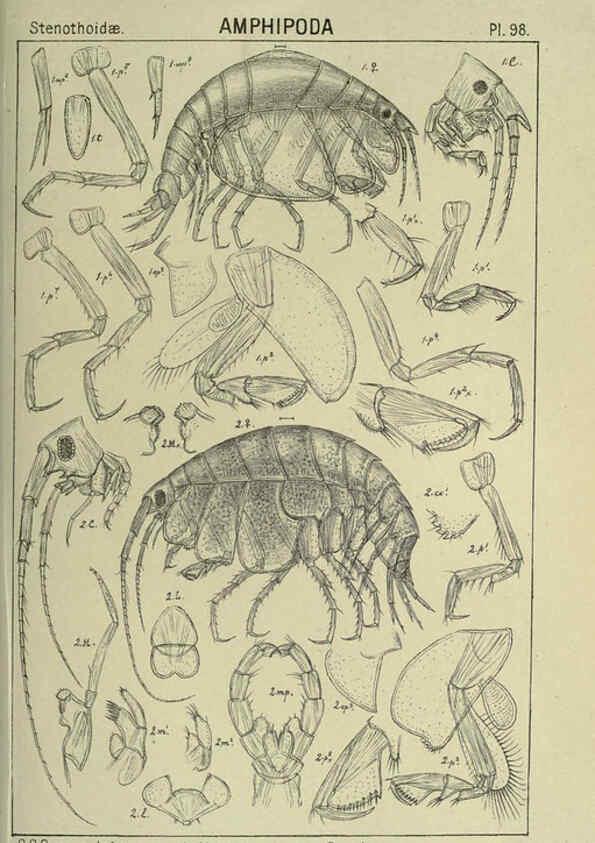 Reproducción/Reproduction 6195458202: An account of the Crustacea of Norway. v.1 Amphipoda (plates) Christiania,A. Cammermeyer,1895-1928