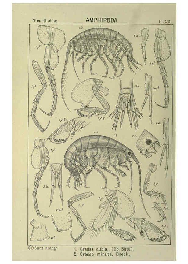 Reproducción/Reproduction 6195458382: An account of the Crustacea of Norway. v.1 Amphipoda (plates) Christiania,A. Cammermeyer,1895-1928