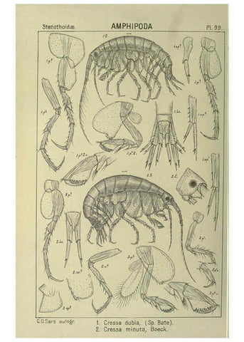 Reproducción/Reproduction 6195458382: An account of the Crustacea of Norway. v.1 Amphipoda (plates) Christiania,A. Cammermeyer,1895-1928