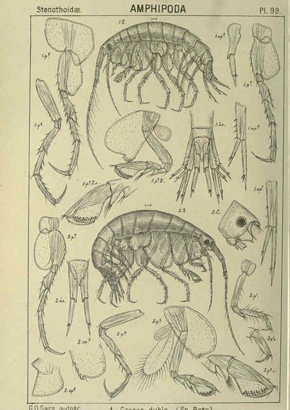 Reproducción/Reproduction 6195458382: An account of the Crustacea of Norway. v.1 Amphipoda (plates) Christiania,A. Cammermeyer,1895-1928