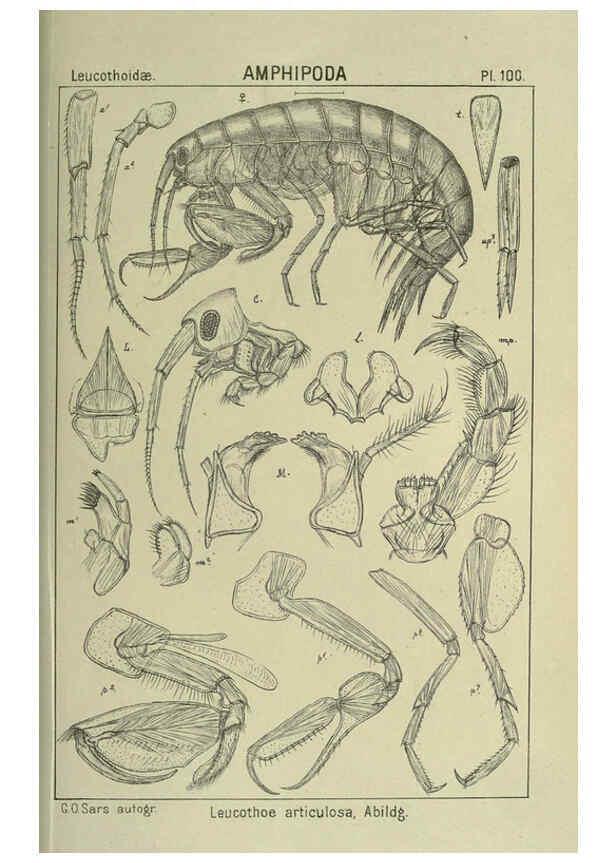 Reproducción/Reproduction 6195458536: An account of the Crustacea of Norway. v.1 Amphipoda (plates) Christiania,A. Cammermeyer,1895-1928