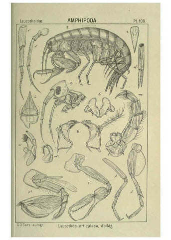 Reproducción/Reproduction 6195458536: An account of the Crustacea of Norway. v.1 Amphipoda (plates) Christiania,A. Cammermeyer,1895-1928