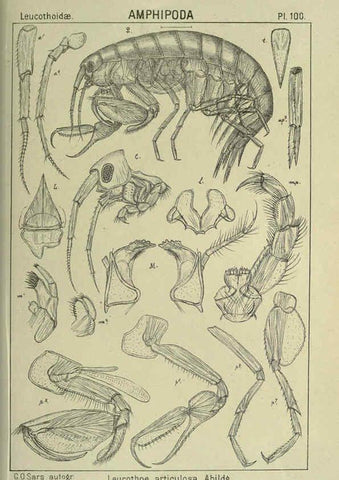 Reproducción/Reproduction 6195458536: An account of the Crustacea of Norway. v.1 Amphipoda (plates) Christiania,A. Cammermeyer,1895-1928