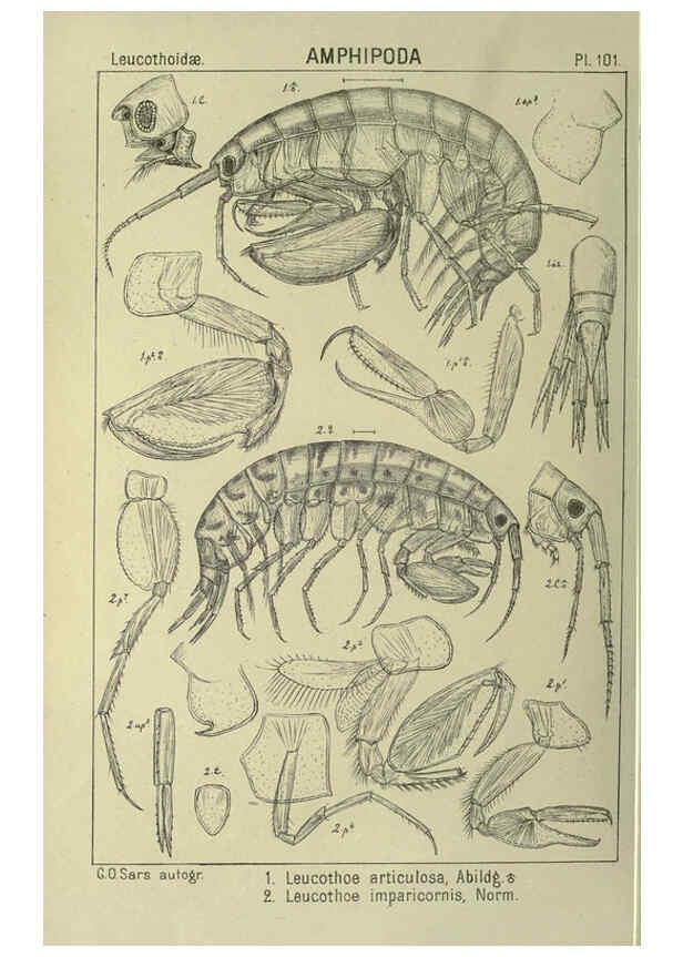 Reproducción/Reproduction 6194941397: An account of the Crustacea of Norway. v.1 Amphipoda (plates) Christiania,A. Cammermeyer,1895-1928