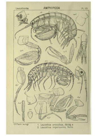 Reproducción/Reproduction 6194941397: An account of the Crustacea of Norway. v.1 Amphipoda (plates) Christiania,A. Cammermeyer,1895-1928