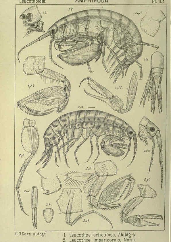 Reproducción/Reproduction 6194941397: An account of the Crustacea of Norway. v.1 Amphipoda (plates) Christiania,A. Cammermeyer,1895-1928
