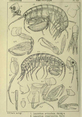 Reproducción/Reproduction 6194941397: An account of the Crustacea of Norway. v.1 Amphipoda (plates) Christiania,A. Cammermeyer,1895-1928