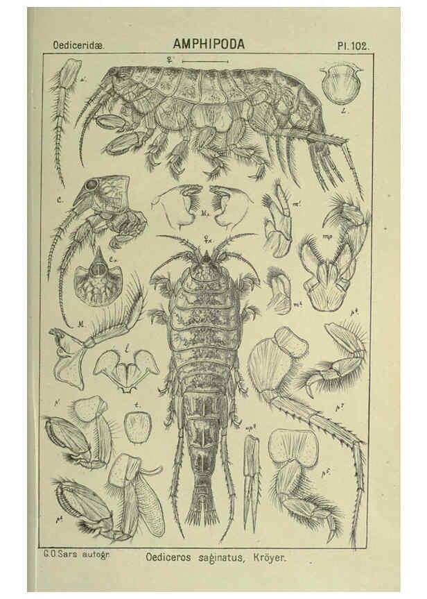 Reproducción/Reproduction 6195458926: An account of the Crustacea of Norway. v.1 Amphipoda (plates) Christiania,A. Cammermeyer,1895-1928