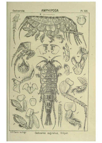 Reproducción/Reproduction 6195458926: An account of the Crustacea of Norway. v.1 Amphipoda (plates) Christiania,A. Cammermeyer,1895-1928