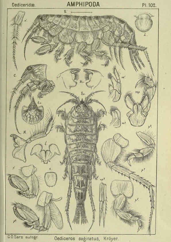 Reproducción/Reproduction 6195458926: An account of the Crustacea of Norway. v.1 Amphipoda (plates) Christiania,A. Cammermeyer,1895-1928