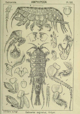 Reproducción/Reproduction 6195458926: An account of the Crustacea of Norway. v.1 Amphipoda (plates) Christiania,A. Cammermeyer,1895-1928