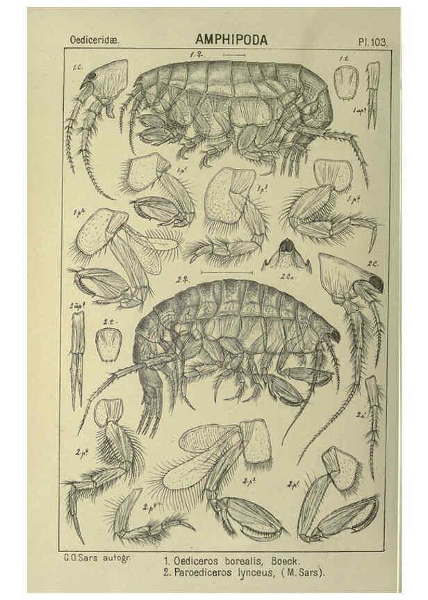 Reproducción/Reproduction 6194941783: An account of the Crustacea of Norway. v.1 Amphipoda (plates) Christiania,A. Cammermeyer,1895-1928