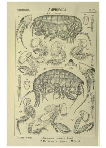 Reproducción/Reproduction 6194941783: An account of the Crustacea of Norway. v.1 Amphipoda (plates) Christiania,A. Cammermeyer,1895-1928