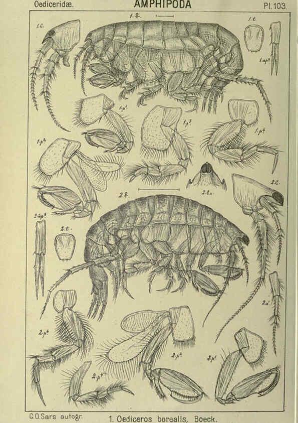 Reproducción/Reproduction 6194941783: An account of the Crustacea of Norway. v.1 Amphipoda (plates) Christiania,A. Cammermeyer,1895-1928