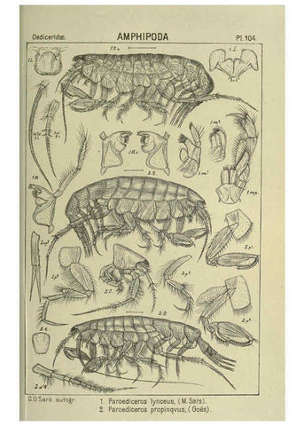 Reproducción/Reproduction 6194941975: An account of the Crustacea of Norway. v.1 Amphipoda (plates) Christiania,A. Cammermeyer,1895-1928
