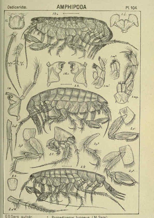 Reproducción/Reproduction 6194941975: An account of the Crustacea of Norway. v.1 Amphipoda (plates) Christiania,A. Cammermeyer,1895-1928
