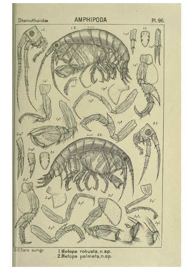 Reproducción/Reproduction 6195457704: An account of the Crustacea of Norway. v.1 Amphipoda (plates) Christiania,A. Cammermeyer,1895-1928