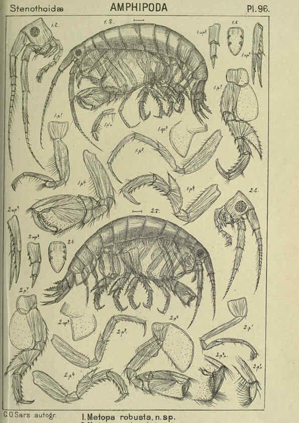 Reproducción/Reproduction 6195457704: An account of the Crustacea of Norway. v.1 Amphipoda (plates) Christiania,A. Cammermeyer,1895-1928