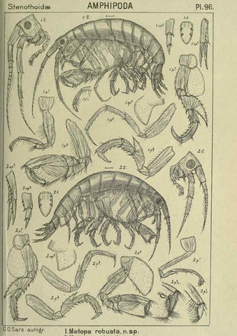 Reproducción/Reproduction 6195457704: An account of the Crustacea of Norway. v.1 Amphipoda (plates) Christiania,A. Cammermeyer,1895-1928