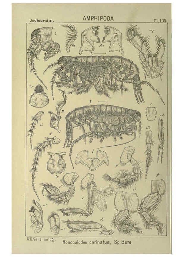 Reproducción/Reproduction 6195459494: An account of the Crustacea of Norway. v.1 Amphipoda (plates) Christiania,A. Cammermeyer,1895-1928
