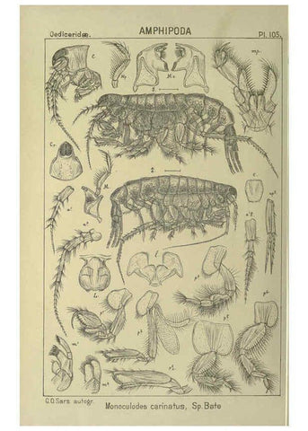Reproducción/Reproduction 6195459494: An account of the Crustacea of Norway. v.1 Amphipoda (plates) Christiania,A. Cammermeyer,1895-1928