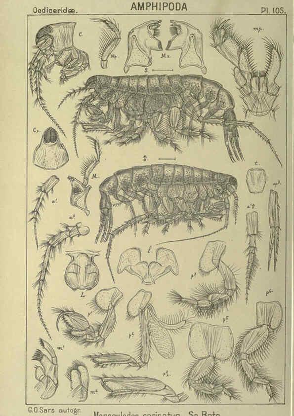 Reproducción/Reproduction 6195459494: An account of the Crustacea of Norway. v.1 Amphipoda (plates) Christiania,A. Cammermeyer,1895-1928