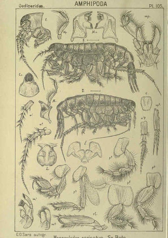 Reproducción/Reproduction 6195459494: An account of the Crustacea of Norway. v.1 Amphipoda (plates) Christiania,A. Cammermeyer,1895-1928