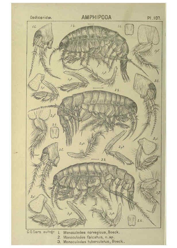 Reproducción/Reproduction 6194942541: An account of the Crustacea of Norway. v.1 Amphipoda (plates) Christiania,A. Cammermeyer,1895-1928