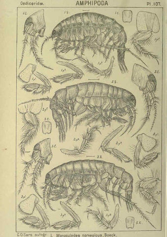 Reproducción/Reproduction 6194942541: An account of the Crustacea of Norway. v.1 Amphipoda (plates) Christiania,A. Cammermeyer,1895-1928