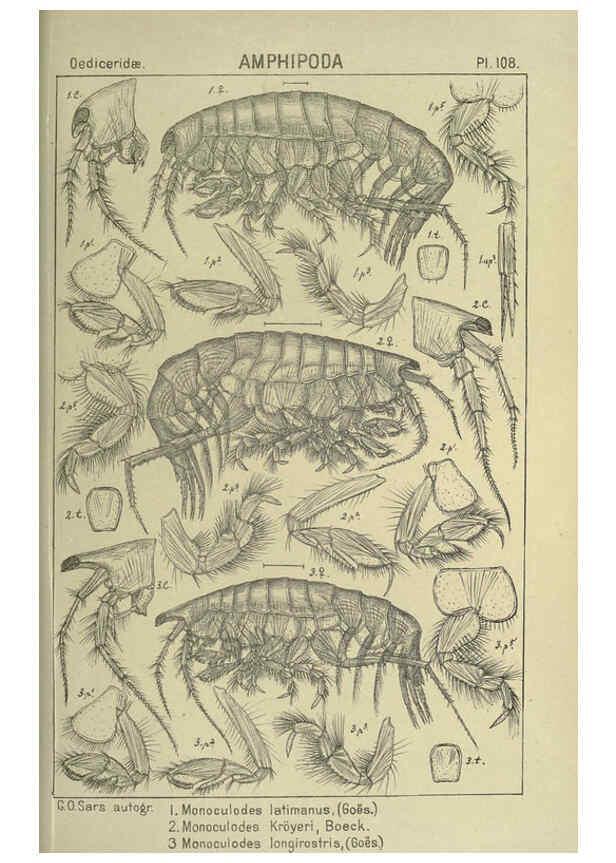 Reproducción/Reproduction 6194942803: An account of the Crustacea of Norway. v.1 Amphipoda (plates) Christiania,A. Cammermeyer,1895-1928