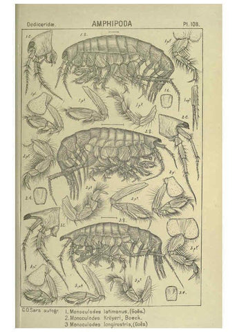 Reproducción/Reproduction 6194942803: An account of the Crustacea of Norway. v.1 Amphipoda (plates) Christiania,A. Cammermeyer,1895-1928