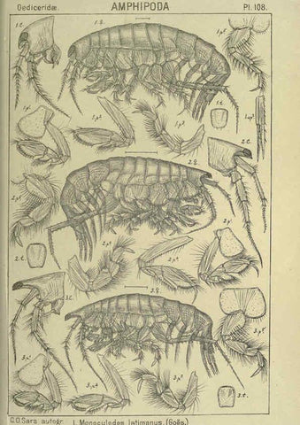 Reproducción/Reproduction 6194942803: An account of the Crustacea of Norway. v.1 Amphipoda (plates) Christiania,A. Cammermeyer,1895-1928