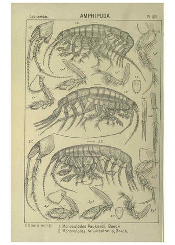 Reproducción/Reproduction 6195460344: An account of the Crustacea of Norway. v.1 Amphipoda (plates) Christiania,A. Cammermeyer,1895-1928