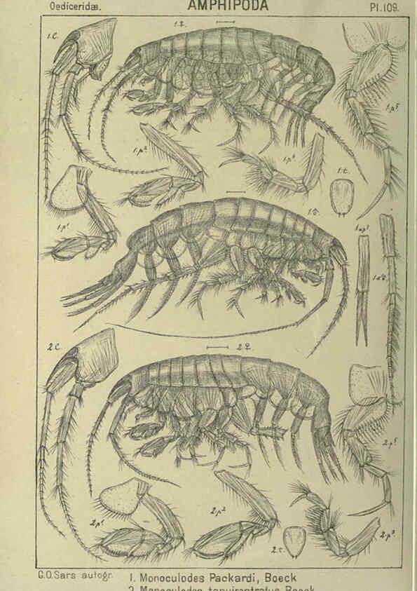 Reproducción/Reproduction 6195460344: An account of the Crustacea of Norway. v.1 Amphipoda (plates) Christiania,A. Cammermeyer,1895-1928