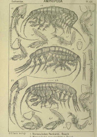 Reproducción/Reproduction 6195460344: An account of the Crustacea of Norway. v.1 Amphipoda (plates) Christiania,A. Cammermeyer,1895-1928