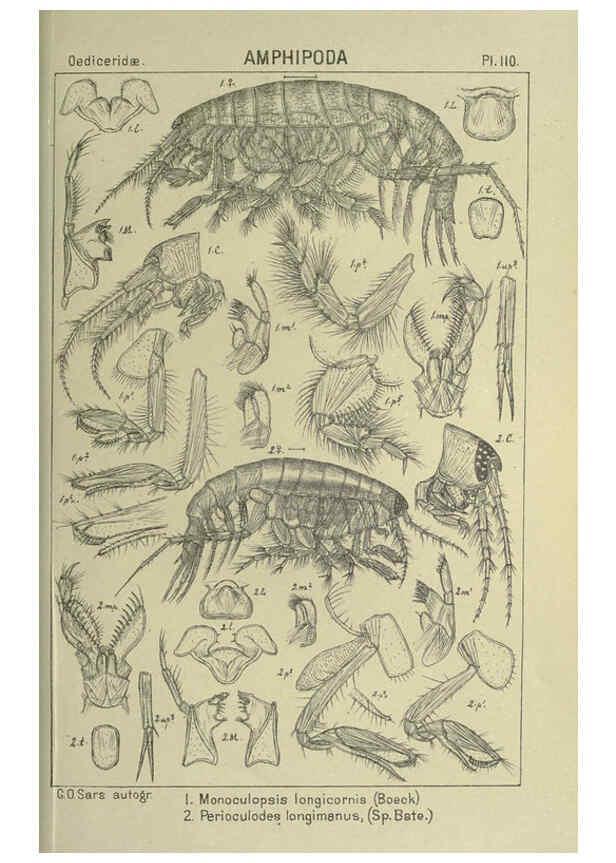 Reproducción/Reproduction 6195460516: An account of the Crustacea of Norway. v.1 Amphipoda (plates) Christiania,A. Cammermeyer,1895-1928