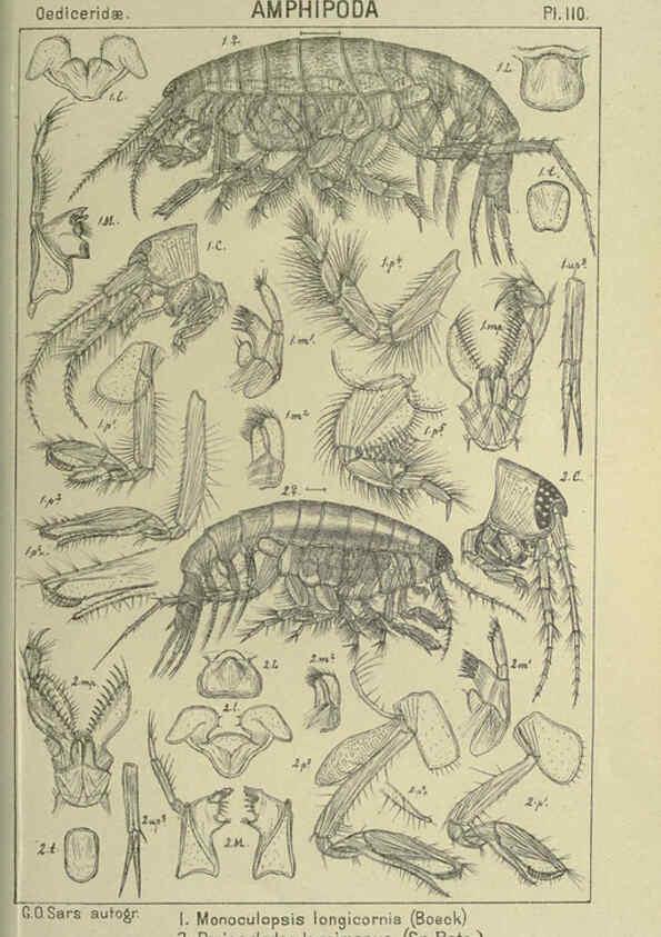 Reproducción/Reproduction 6195460516: An account of the Crustacea of Norway. v.1 Amphipoda (plates) Christiania,A. Cammermeyer,1895-1928