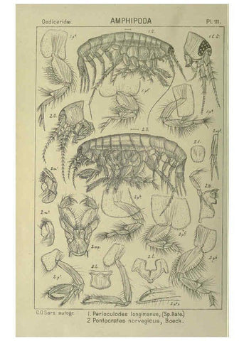 Reproducción/Reproduction 6194943385: An account of the Crustacea of Norway. v.1 Amphipoda (plates) Christiania,A. Cammermeyer,1895-1928