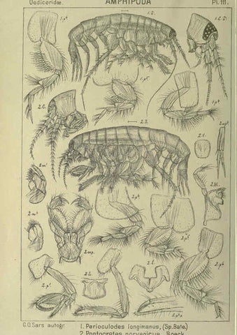 Reproducción/Reproduction 6194943385: An account of the Crustacea of Norway. v.1 Amphipoda (plates) Christiania,A. Cammermeyer,1895-1928