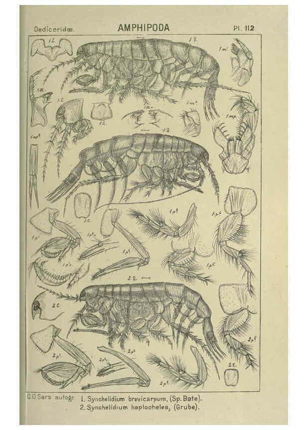 Reproducción/Reproduction 6195460902: An account of the Crustacea of Norway. v.1 Amphipoda (plates) Christiania,A. Cammermeyer,1895-1928