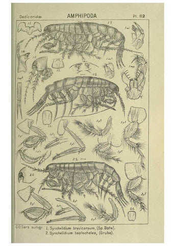 Reproducción/Reproduction 6195460902: An account of the Crustacea of Norway. v.1 Amphipoda (plates) Christiania,A. Cammermeyer,1895-1928