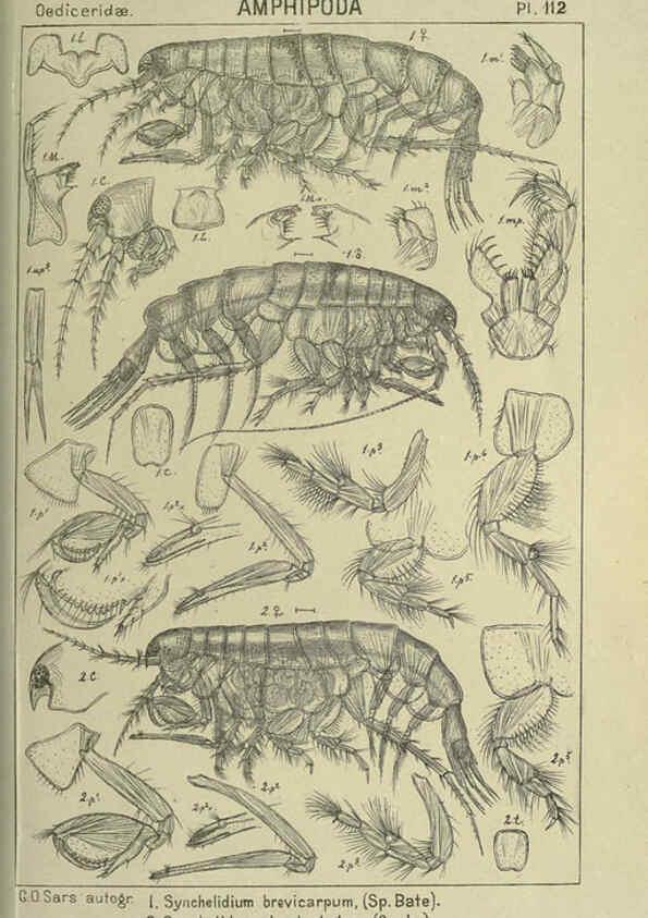 Reproducción/Reproduction 6195460902: An account of the Crustacea of Norway. v.1 Amphipoda (plates) Christiania,A. Cammermeyer,1895-1928