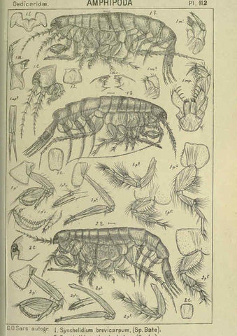 Reproducción/Reproduction 6195460902: An account of the Crustacea of Norway. v.1 Amphipoda (plates) Christiania,A. Cammermeyer,1895-1928