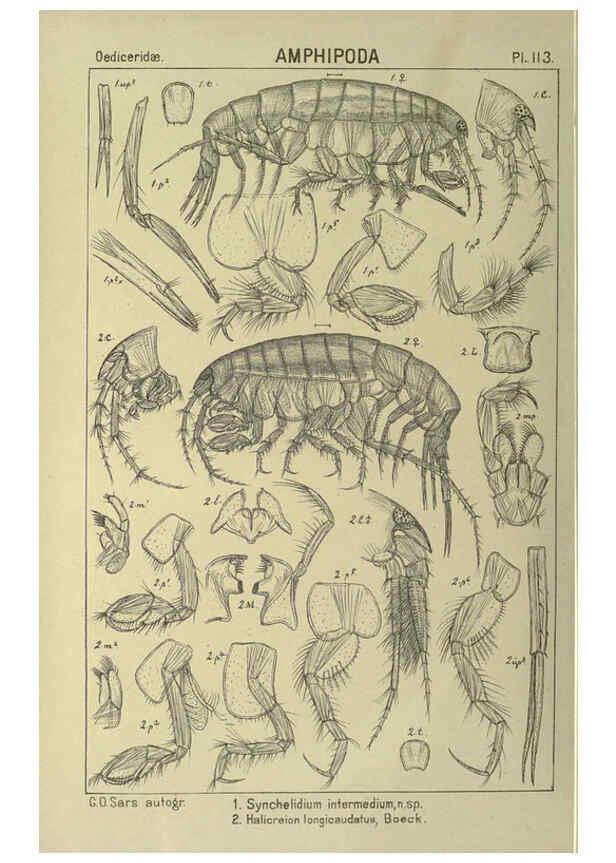 Reproducción/Reproduction 6195461180: An account of the Crustacea of Norway. v.1 Amphipoda (plates) Christiania,A. Cammermeyer,1895-1928