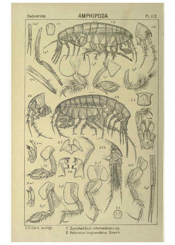 Reproducción/Reproduction 6195461180: An account of the Crustacea of Norway. v.1 Amphipoda (plates) Christiania,A. Cammermeyer,1895-1928