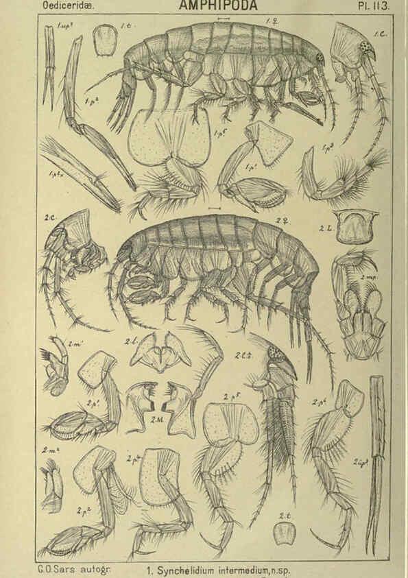 Reproducción/Reproduction 6195461180: An account of the Crustacea of Norway. v.1 Amphipoda (plates) Christiania,A. Cammermeyer,1895-1928