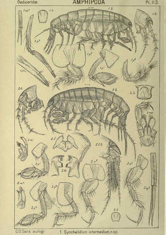 Reproducción/Reproduction 6195461180: An account of the Crustacea of Norway. v.1 Amphipoda (plates) Christiania,A. Cammermeyer,1895-1928