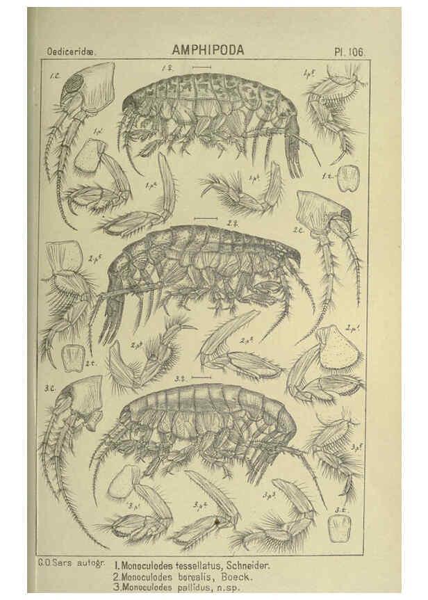 Reproducción/Reproduction 6194942369: An account of the Crustacea of Norway. v.1 Amphipoda (plates) Christiania,A. Cammermeyer,1895-1928